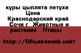 куры цыплята петухи › Цена ­ 5 - Краснодарский край, Сочи г. Животные и растения » Птицы   